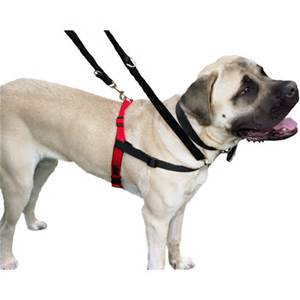 right dog harness