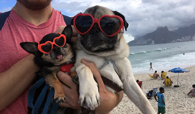 Pug in traveling