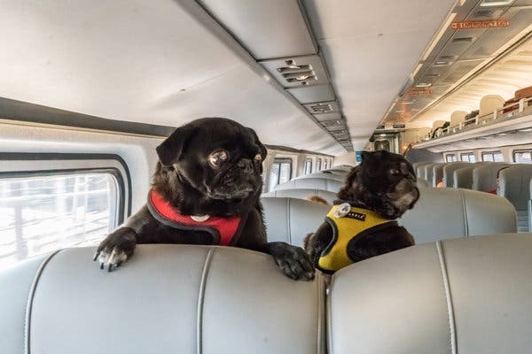 Traveling with pug